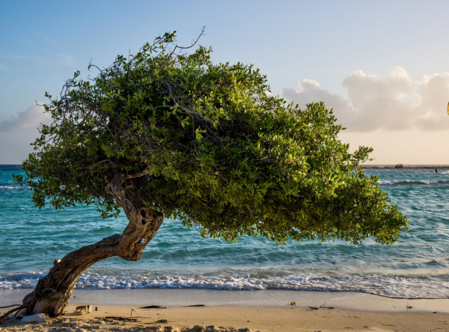 Campeche tree